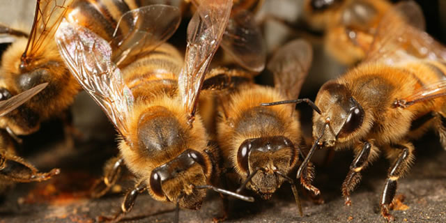 Honey bees' antennae play an important role in bee communication.