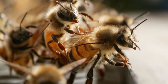 Close up view of honey bees in their hive
