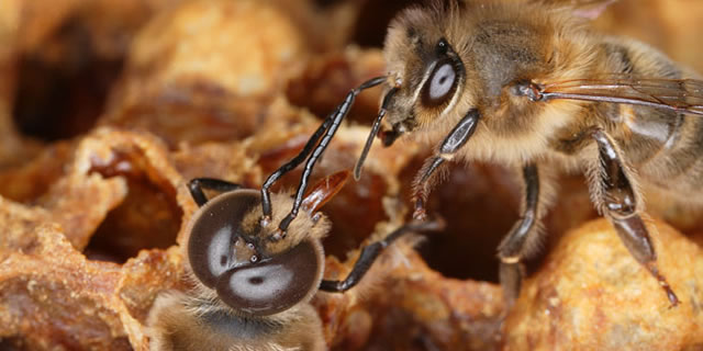 A bee greets a drone as it is being born.