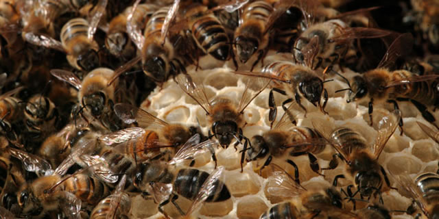 A healthy colony of bees.