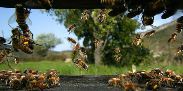 Honey bees on the flight board