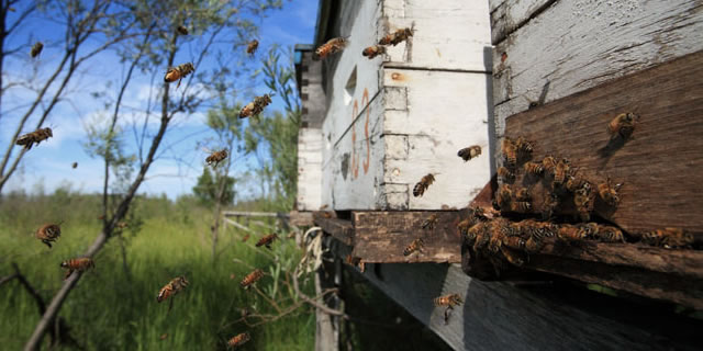 Bees on the way to their hive